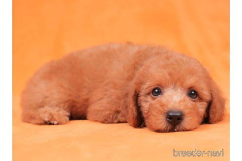 成約済の千葉県のトイプードル-198191の4枚目